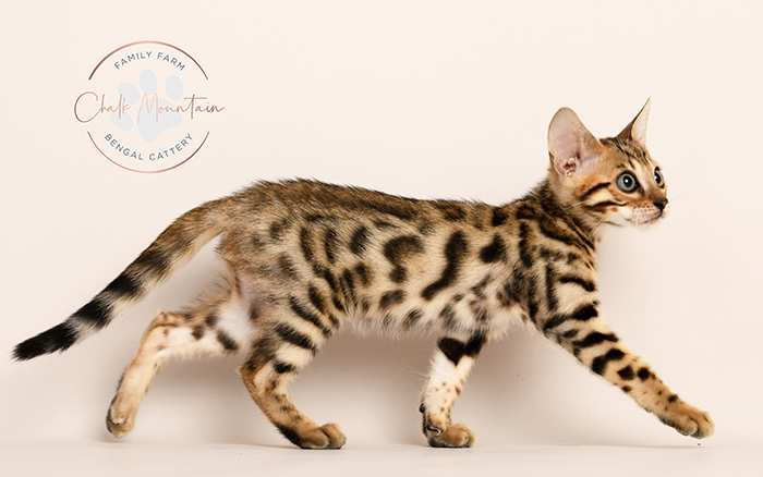 Healthy brown Bengal kitten for adoption near Houston Texas